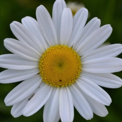 Kopretina úzkolistá - Leucanthemum graminifolium - semena kopretiny - 50 ks