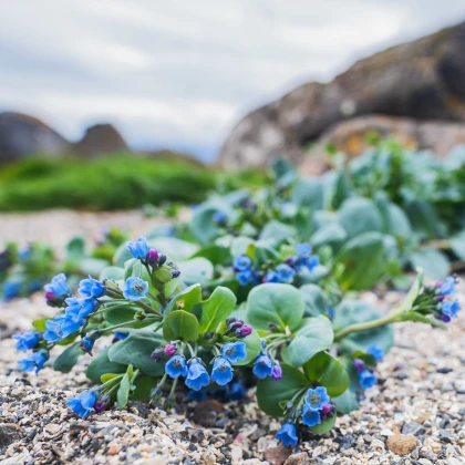 Plícněnka přímořská Silver Ocean blue - Mertensia maritima - semena plícněnky - 50 ks