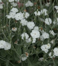 Kohoutek věncový White - Lychnis coronaria - semena kohoutku - 100 ks