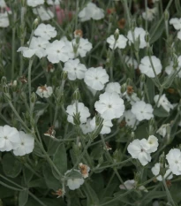 Kohoutek věncový White - Lychnis coronaria - semena kohoutku - 50 ks