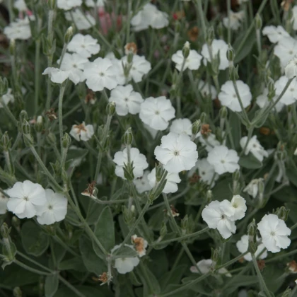 Kohoutek věncový White - Lychnis coronaria - semena kohoutku - 50 ks
