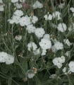 Kohoutek věncový White - Lychnis coronaria - semena kohoutku - 100 ks