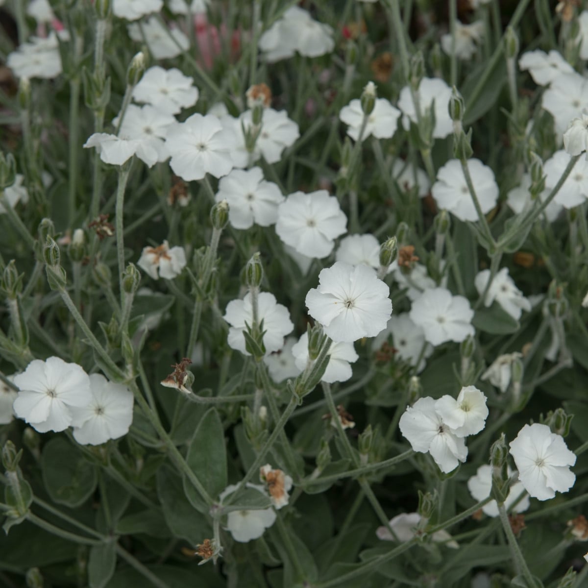 Kohoutek věncový White - Lychnis coronaria - semena kohoutku - 50 ks