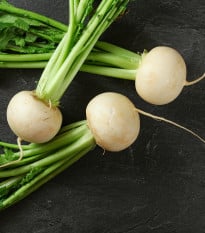 Ředkev Acord - Raphanus sativus - semena ředkve - 150 ks