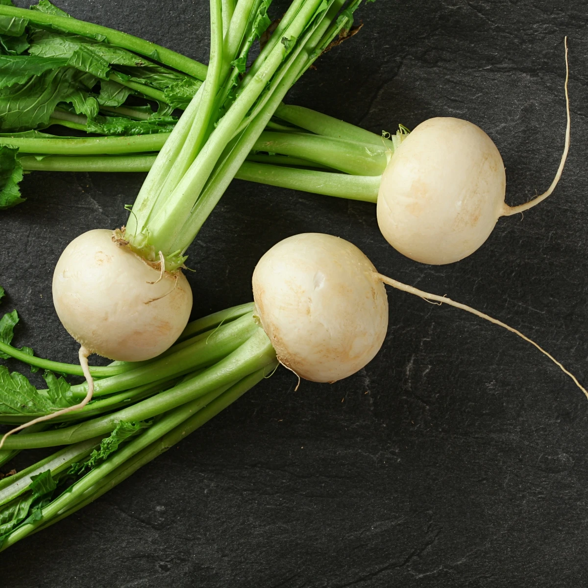 Ředkev Acord F1 - Raphanus sativus - semena ředkve - 150 ks