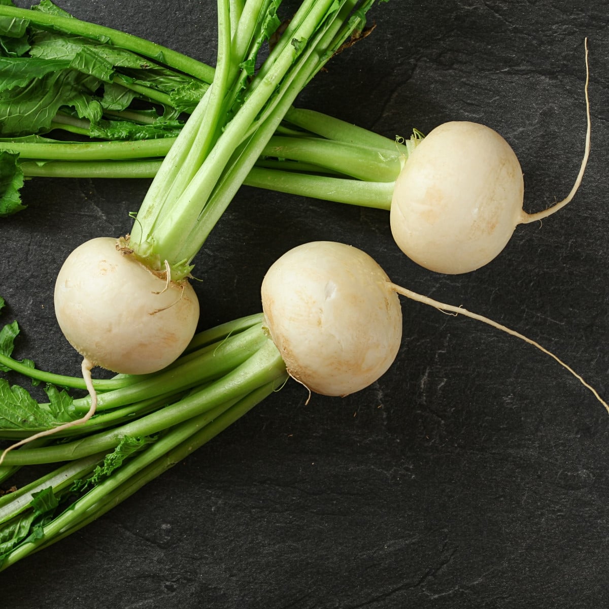 Ředkev Acord - Raphanus sativus - semena ředkve - 150 ks