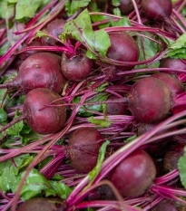 BIO Červená řepa Boro F1 - Beta vulgaris - semena řepy - 50 ks