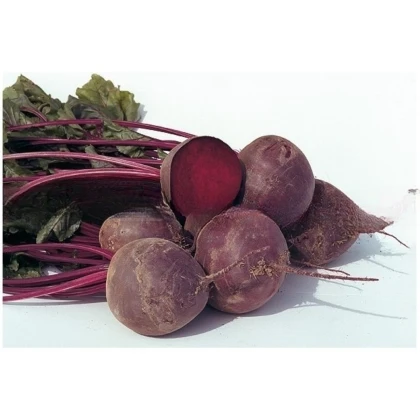 BIO Červená řepa Boro F1 - Beta vulgaris - semena řepy - 50 ks