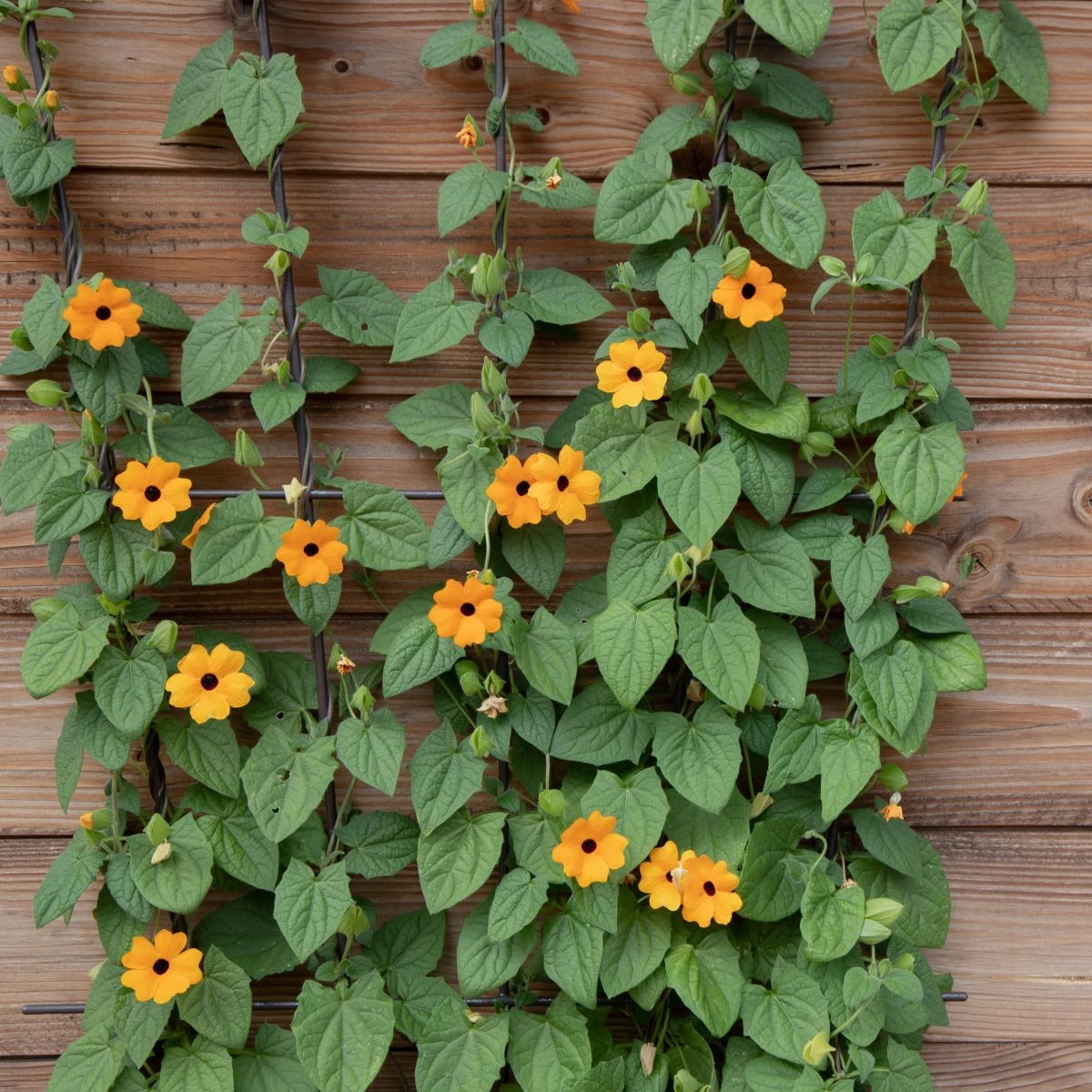 Smatovka křídlatá pnoucí - Susie oranžová - Thunbergia alata - semena smatovky - 12 ks