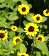 BIO Vitálka položená - Sanvitalia procumbens - bio semena vitálky - 60 ks