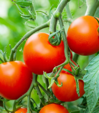 Rajče Dalimil - Solanum lycopersicum - semena rajčete - 0,1 g