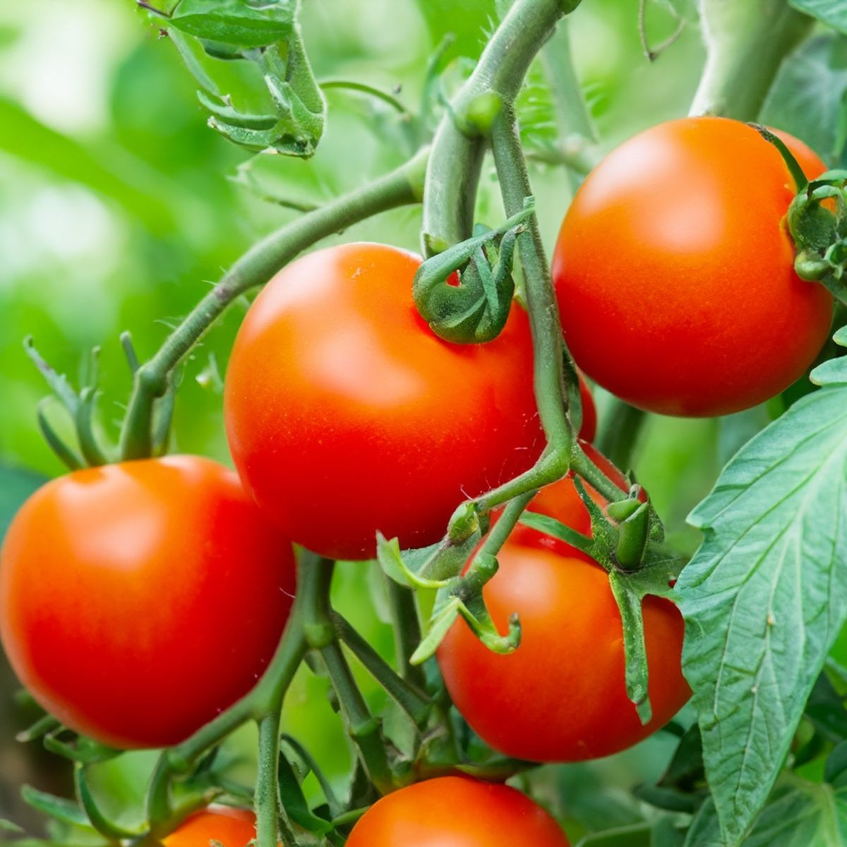 Rajče Dalimil - Solanum lycopersicum - semena rajčete - 0,1 g