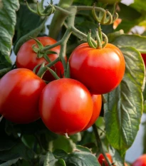 Rajče Rentita - Solanum lycopersicum - semena rajčete - 15 ks