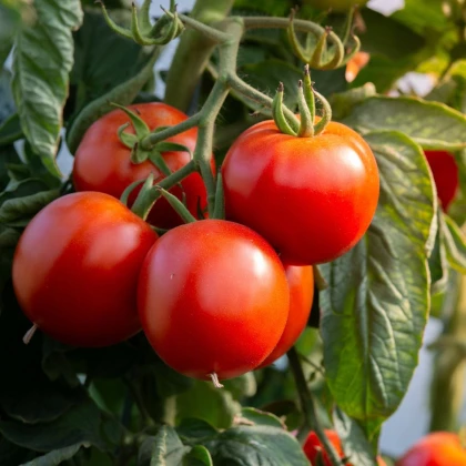 Rajče Rentita - Solanum lycopersicum - semena rajčete - 15 ks