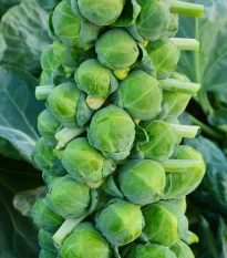 BIO Kapusta růžičková Igor F1 - Brassica oleracea - semena kapusty - 20 ks