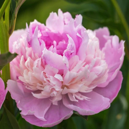 Pivoňka Sorbet - Paeonia - hlízy pivoňky - 1 ks