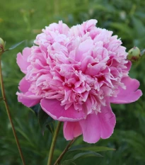 Pivoňka plnokvětá Dr. Alex Flamming - Paeonia lactiflora - hlízy pivoňky - 1 ks