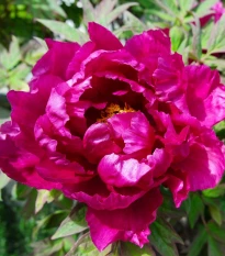 Pivoňka Karl Rosenfield - Paeonia lactiflora - hlízy pivoňky - 1 ks