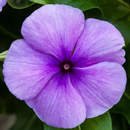 Barvínek Vitesse Blue F1- Catharanthus r.- semena barvínku - 30 ks