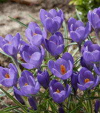 Krokus Aqua - Crocus - hlízy krokusu - 3 ks