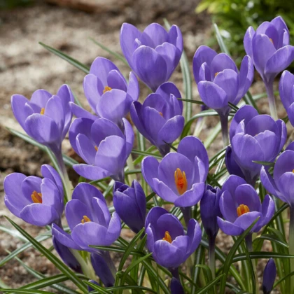 Krokus Aqua - Crocus - hlízy krokusu - 3 ks