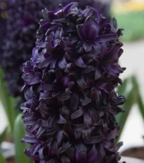 Hyacint Midnight Sky - Hyacinthus - cibule hyacintu - 1 ks