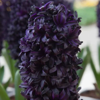 Hyacint Midnight Sky - Hyacinthus - cibule hyacintu - 1 ks