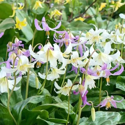 Kandík směs - Erythronium - cibule kandíku - 3 ks
