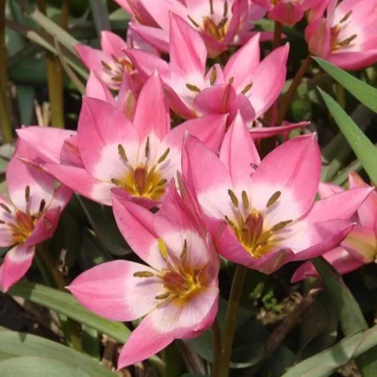 Tulipán Aucheriana - Tulipa - cibule tulipánu - 3 ks