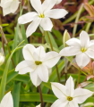 Jarní hvězdička Alberto Castilo - Ipheion uniflorum - hlízy ifejonu - 5 ks