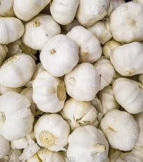 Sadbový Česnek Messidrome bílý - Allium sativum - nepaličák - cibule česneku - 1 balení