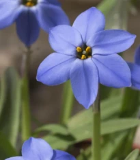 Jarní hvězdička Jessie - Ipheion uniflorum - cibulky ifejonu - 5 ks