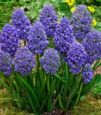 Modřenec arménský Fantasy Creation - Muscari armeniacum - cibule modřence - 5 ks
