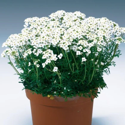 Řeřuška alpská bílá - Pritzelago alpina - semena řeřušky - 20 ks