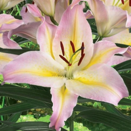 Lilie Hocus Pocus - Lilium - cibule lilie - 1 ks