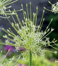 Česnek Arctic Snow  - Allium - cibule okrasného česneku - 2 ks