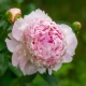 Pivoňka Angel Cheeks - Paeonia - hlízy pivoňky - 1 ks