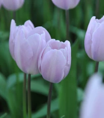 Tulipán Silver Cloud - Tulipa - cibuloviny - 3 ks