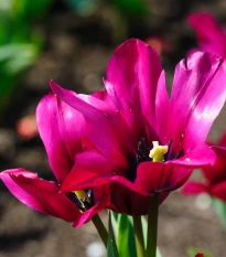 Tulipán Night Club - Tulipa - cibule tulipánu - 3 ks