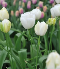 Tulipán Maureen - Tulipa - cibule tulipánu - 3 ks