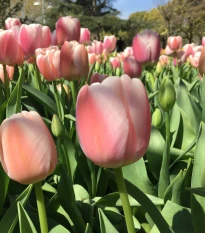 Tulipán Gabriella - Tulipa - cibuloviny - 3 ks