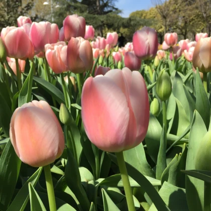 Tulipán Gabriella - Tulipa - cibuloviny - 3 ks