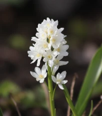 Puškinie ladoňkovitá bílá - Puschkinia scilloides alba - cibule puškinie - 6 ks