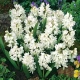 Puškinie ladoňkovitá bílá - Puschkinia scilloides alba - cibule puškinie - 6 ks