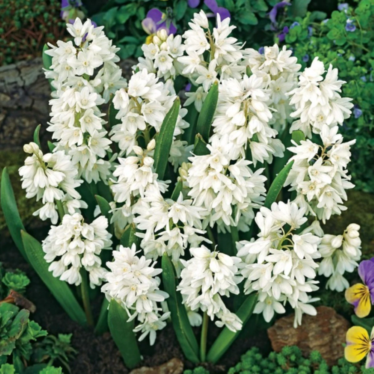 Puškinie ladoňkovitá bílá - Puschkinia scilloides alba - cibule puškinie - 6 ks