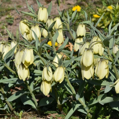 Řebčík Pallidiflora - Fritillaria - cibule řebčíku - 2 ks