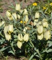Řebčík Pallidiflora - Fritillaria - cibule řebčíku - 2 ks