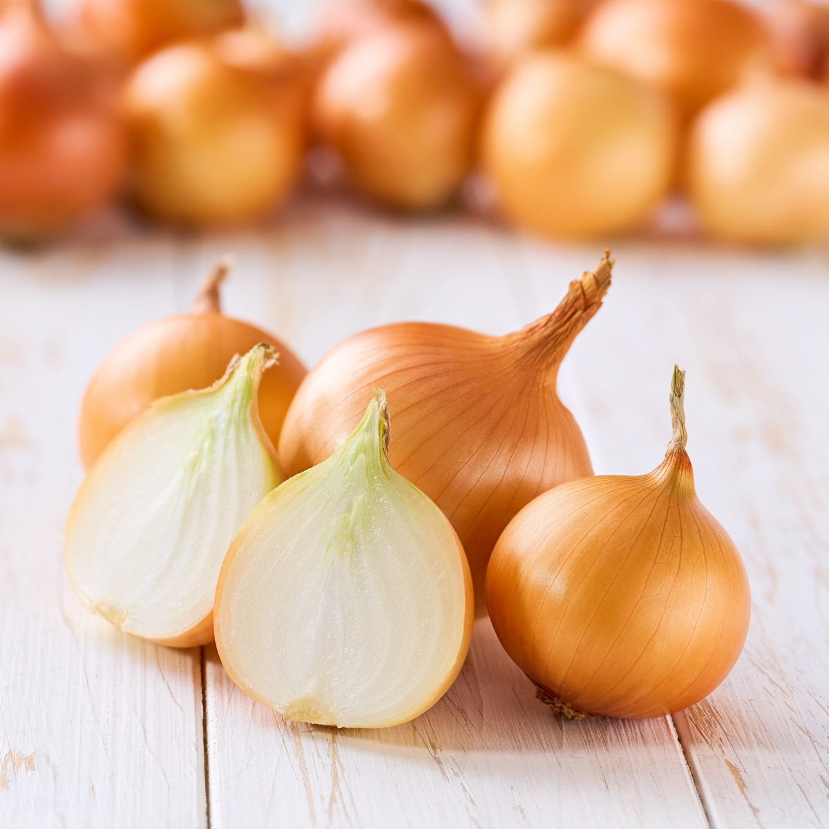 Sazečka Winteria - Allium cepa - cibulky - 250 g