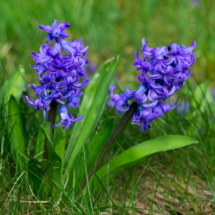 Hyacint Blue Pearl - Hyacinthus - cibule hyacintu - 1 ks