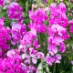 Hrachor vonný růžový - Lathyrus odoratus - pěstování